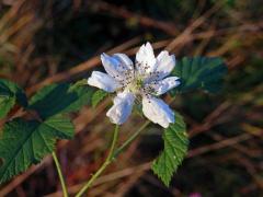 Ostružiník ježiník (Rubus caesius L.) - osmičetný květ (10)