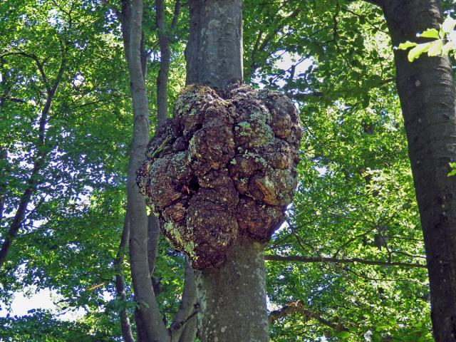 Nádor na buku lesním (Fagus sylvatica L.) (40a)