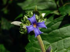 Plamének bolševníkolistý (Clematis heracleifolia DC.)