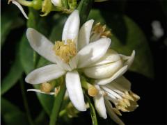 Mandarinka obecná (Citrus reticulata L.)
