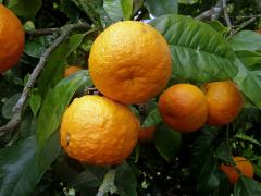 Mandarinka obecná (Citrus reticulata L.)