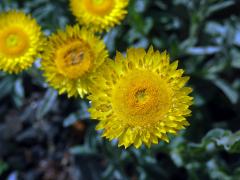 Smil (Helichrysum aureum (Houtt.) Merr.)