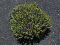 6_Pryšcovité: Pryšec (Euphorbia)