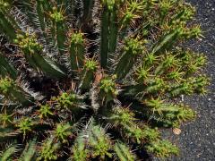 6_Pryšcovité: Pryšec (Euphorbia)
