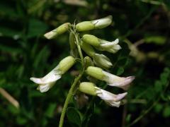 Kozinec blanitý (Astragalus membranaceus Moench)