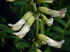 Kozinec blanitý (Astragalus membranaceus Moench)