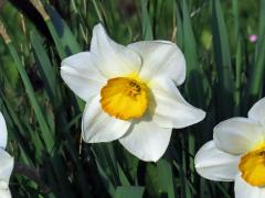 Narcis zkřížený (Narcissus x incomparabilis Mill.)