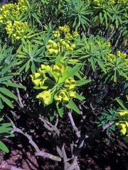 Pryšec (Euphorbia bourgeana J. Gay ex Boiss.)