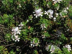 Westringia fruticosa (Willd.) Druce