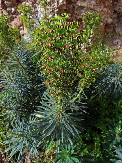 Pryšec hnědokvětý (Euphorbia characias L.)