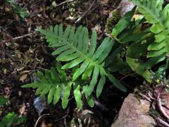 Osladič jižní (Polypodium cambricum L.)   