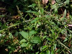 Merlík mnohosemenný (Chenopodium polyspermum L.)