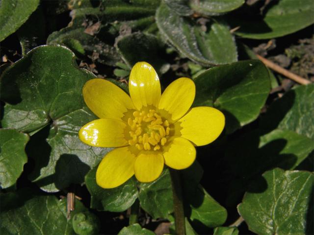 Orsej blatoucholistý (Ficaria calthifolia Rchb.)