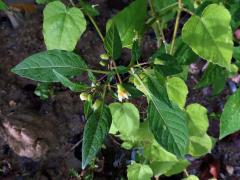 Mochyně drobnoplodá (Physalis angulata L.)