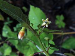 Mochyně drobnoplodá (Physalis angulata L.)