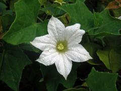 Coccinia grandis (L.) Voigt, šestičetný květ (3b)