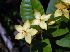Ixora javanica (Blume) DC., pětičetný květ (10)