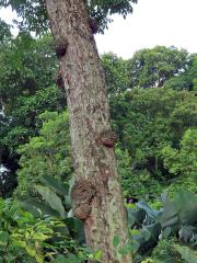 Křídlok indický (Pterocarpus indicus Willd.) s nádory na kmeni (1a)