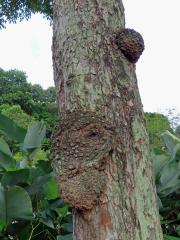 Křídlok indický (Pterocarpus indicus Willd.) s nádory na kmeni (1c)