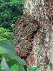 Křídlok indický (Pterocarpus indicus Willd.) s nádory na kmeni (1e)