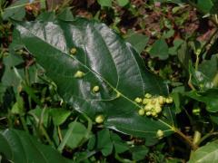 Hálky Trioza vitiensis, hřebíčkovec (Syzigium malaccense (L.) Merr. et L. M. Perry)