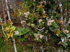 Hřebíčkovec (Syzygium myrtifolium (Roxb.) Walp.)