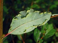 Hálky na (Flueggea virosa (Roxb. ex Willd.) Rovle), původce neznámý