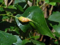 Hálky dutilky listové (Pemphigus populinegrae); topol černý