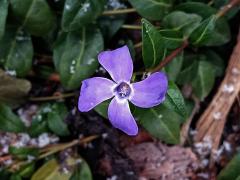 Barvínek menší (Vinca minor L.), čtyřčetný květ (4)