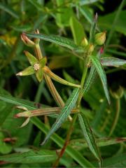 Zakucelka střídavolistá (Ludwigia alternifolia L.)