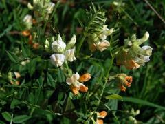 Vikev panonská (Vicia pannonica Crantz)