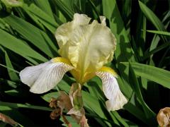Kosatec německý (Iris germanica L.)