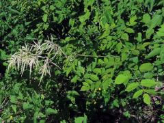 Udatna lesní (Aruncus vulgaris Rafin.)