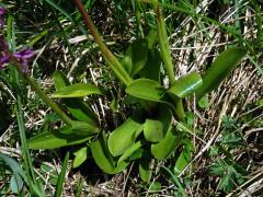 Vstavač mužský (Orchis mascula(L.) L.)