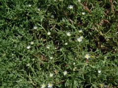 Kosmatec uzlokvětý (Mesembryanthemum nodiflorum L.)