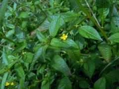 Zakucelka (Ludwigia hyssopifolia (G. Don) Exell)