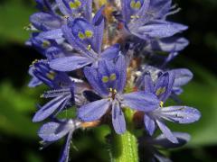 Modráska srdčitá (Pontederia cordata L.)