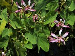 Bauhinie (Bauhinia purpurea L.)   