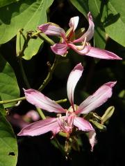 Bauhinie (Bauhinia purpurea