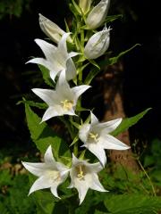 Zvonek širokolistý (Campanula latifolia L.) s bílými květy (1d)