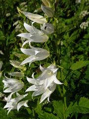 Zvonek širokolistý (Campanula latifolia L.) s bílými květy (1f)