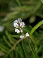 Vikev chlupatá (Vicia hirsuta (L.) S. F. Gray)