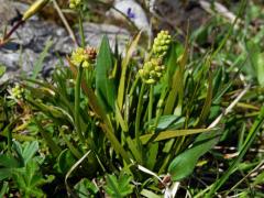 Kohátka kalšíkatá (Tofieldia calyculata (L.) Wahlenb.)