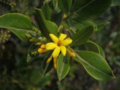 Jasmín nejvonnější (Jasminum odoratissimum L.), šestičetný květ (3)