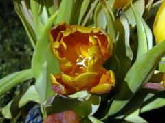 Tulipán zahradní (Tulipa x gesnerana L.), osmičetný květ (3)