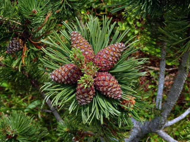 Borovice kleč (Pinus mugo Turra)