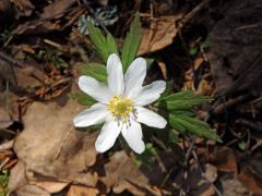 Sasanka hajní (Anemone nemorosa L.) - osmičetný květ (23)