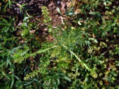 Řeřicha (Lepidium bonariense L.)