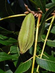 Ořechovec pekanový (Carya illinoinensis (Wangenh.) K. Koch)