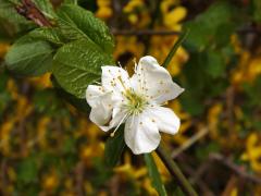 Slivoň švestka (Prunus domestica L.), zdvojený květ (1)